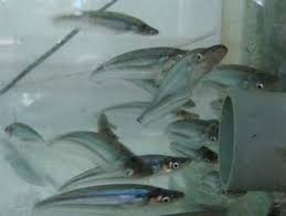 Helen Ngoc Giang ca ket tuo